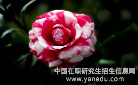 山东财经大学在职研究生怎么样？